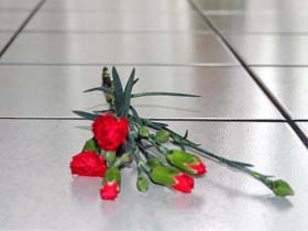 Гвоздики. foto.rambler.ru (c) Гвоздики. foto.rambler.ru (c)