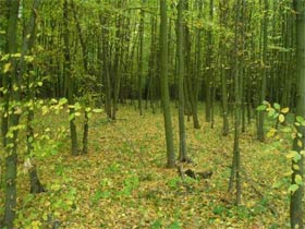 Лес. Фото foto.rambler.ru (с) Лес. Фото foto.rambler.ru (с)