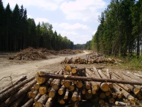 Второй участок вырубки Химкинского леса. Фото с сайта ecmo.ru