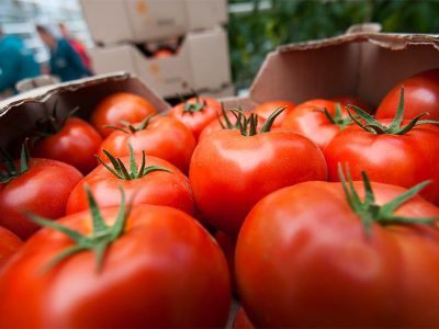 России угрожает дефицит томатной пасты из-за запрета на ввоз иностранных семян