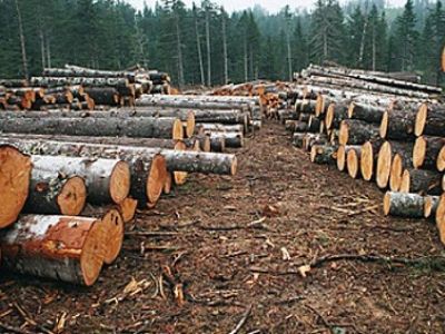 В Москве для обустройства площадок ПВО вырубают леса