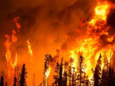 В Курганской области лесные пожары уже унесли 21 жизнь