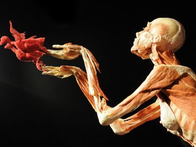 Выставка "Мир тела". Фото: takiemedia.ru Выставка "Мир тела". Фото: takiemedia.ru