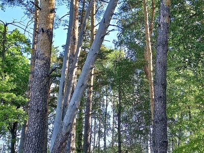 Под суд пойдет пензенский пенсионер за очистку леса от сухостоя